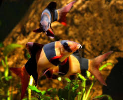 R.O Aquatics & Exotics – R.O Aquatics & Exotics